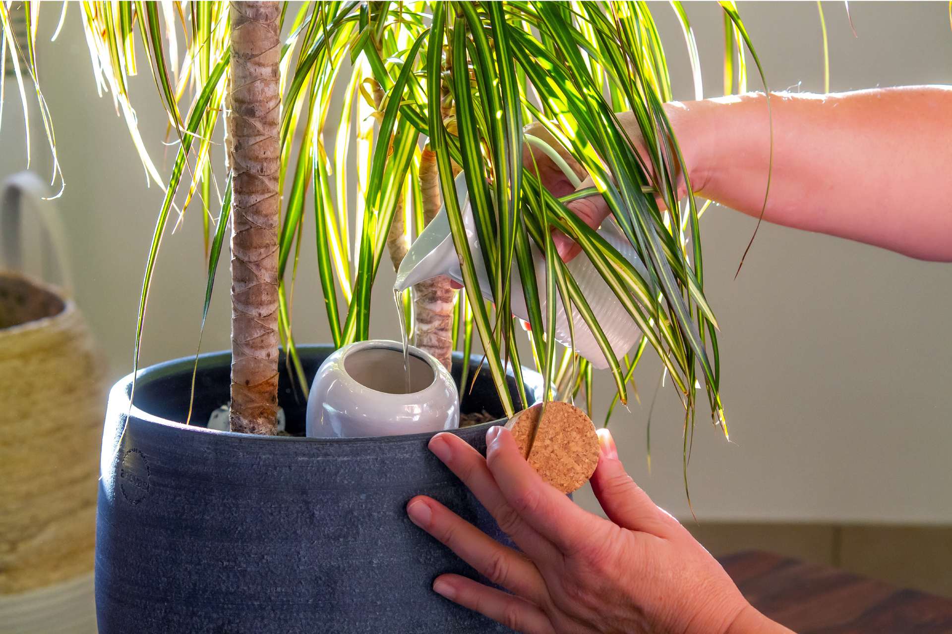 Mujer regando planta