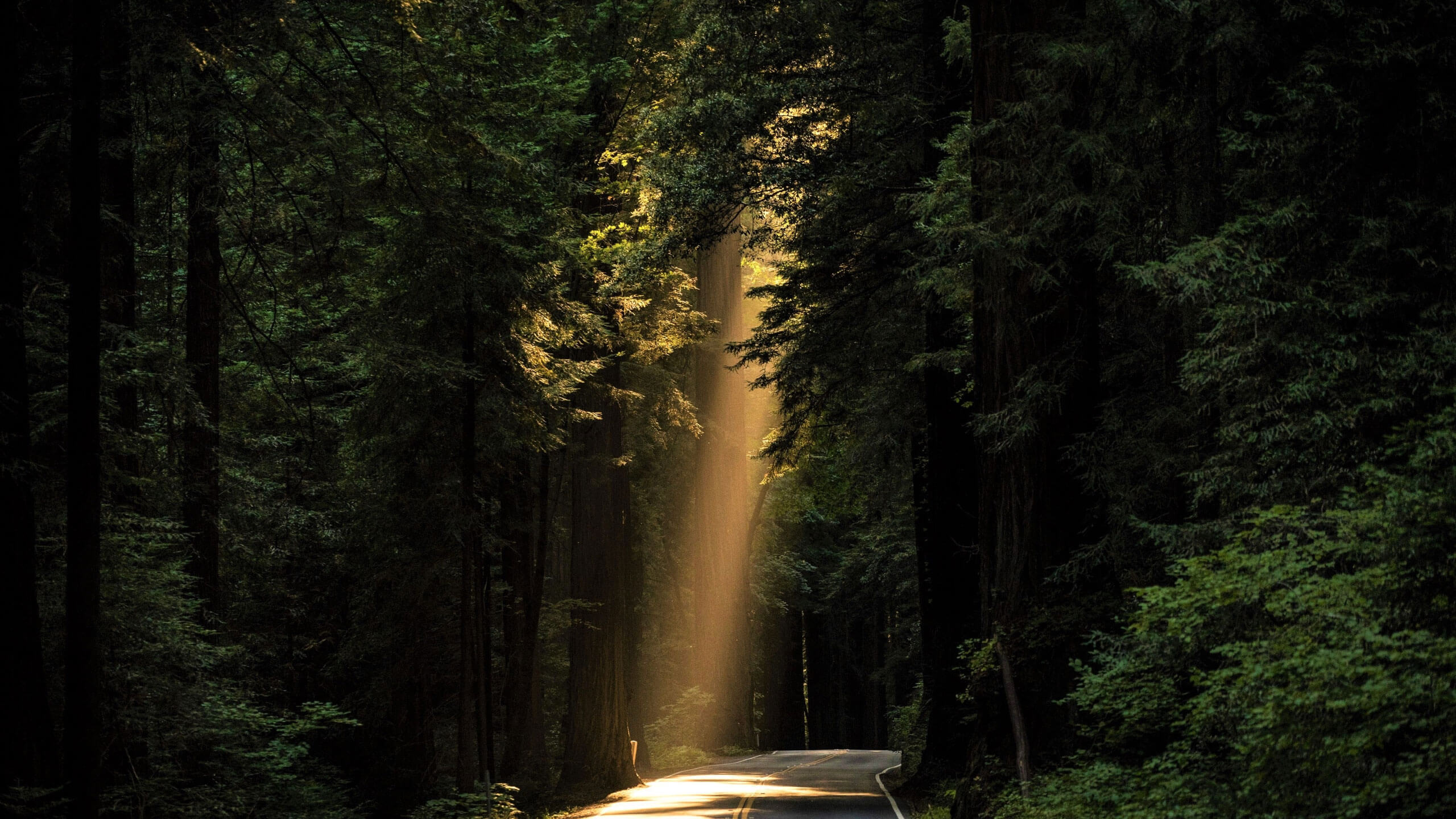 Camino entre un bosque frondoso iluminado por un rayo de sol