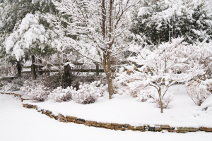 cuidar jardín en invierno
